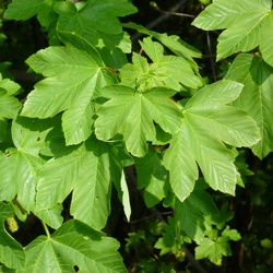 Aceraceae