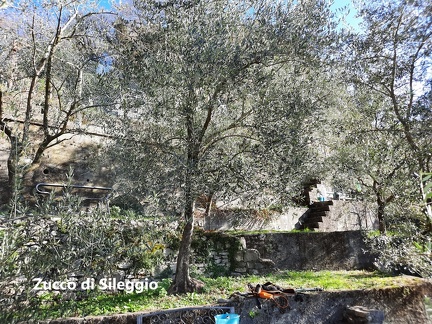 Zucco di Sileggio