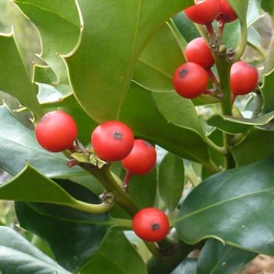Aquifoliaceae