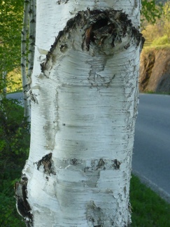 Betulla bianca