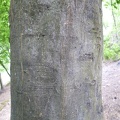 Carpinus betulus 08 - Groane 2011.jpg