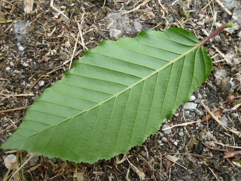 Carpinus betulus 09 - Groane 2011.jpg