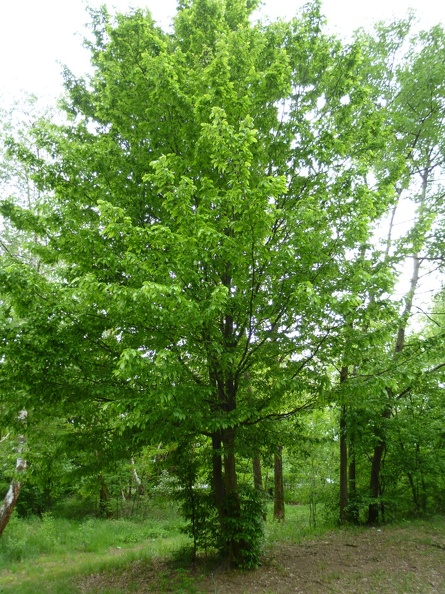 Carpinus betulus 12 - Groane 2011.jpg