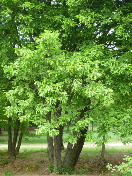 Carpinus betulus 06 - Groane 2011.jpg