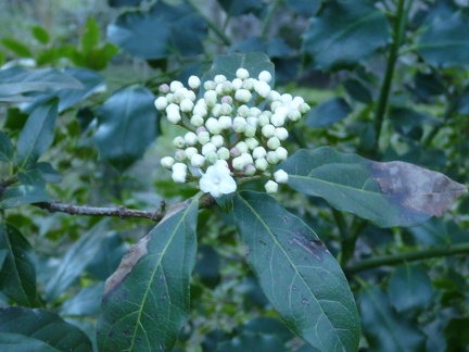 Lentaggine