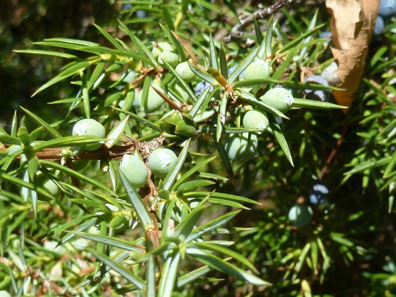 Juniperus communis 11 - Val Fontana 2012.JPG