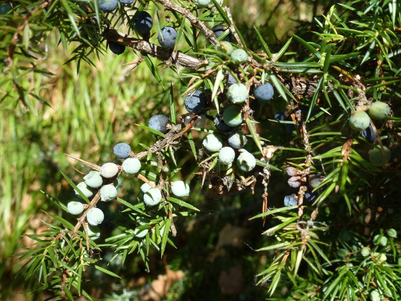 Juniperus communis 13 - Val Fontana 2012.JPG