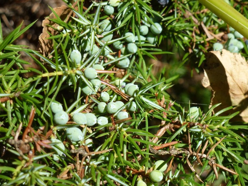 Juniperus communis 14 - Val Fontana 2012.JPG