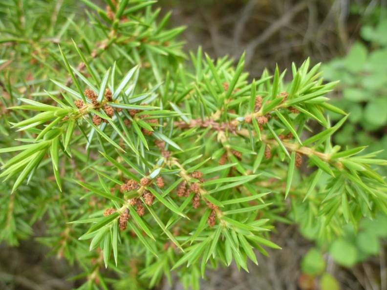 Juniperus communis 01 - Val Codera 2011.jpg