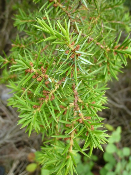 Juniperus communis 03 - Val Codera 2011.jpg