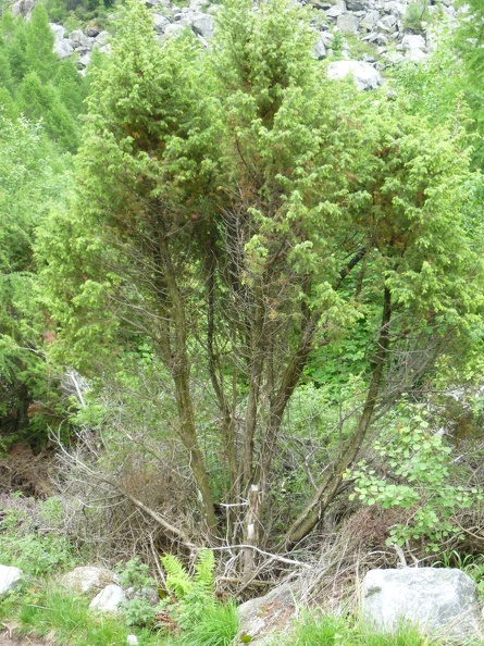Juniperus communis 07 - Val Codera 2011.jpg