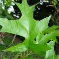 Quercus coccinea 05 - Varedo 2011