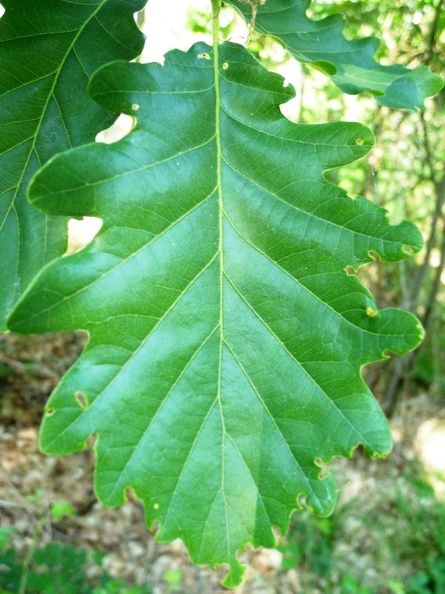 Quercus petrea 02 - Groane 2011.jpg