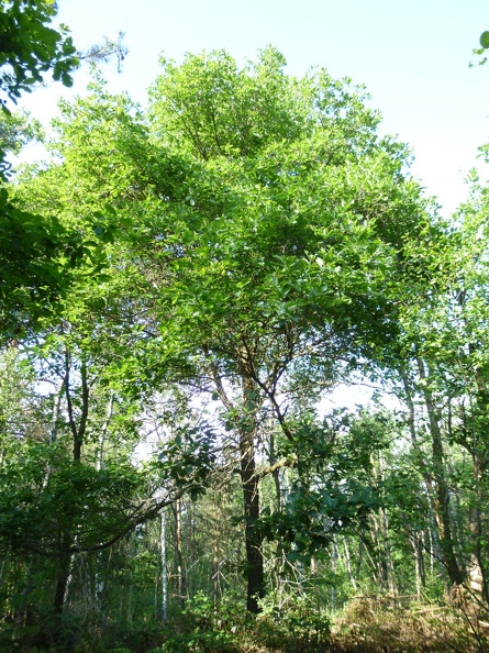 Quercus petrea 04 - Groane 2011.jpg