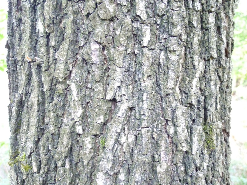 Quercus petrea 06 - Groane 2011.jpg