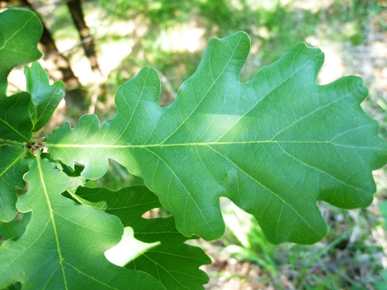 Quercus robur 10 - Groane 2011.jpg