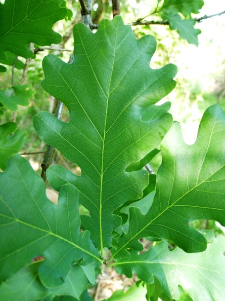 Quercus robur 11 - Groane 2011.jpg