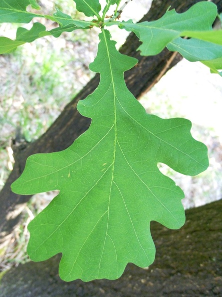 Quercus robur 12 - Groane 2011.jpg