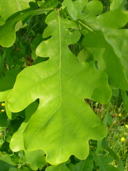 Quercus robur 02 - Varedo 2011.jpg