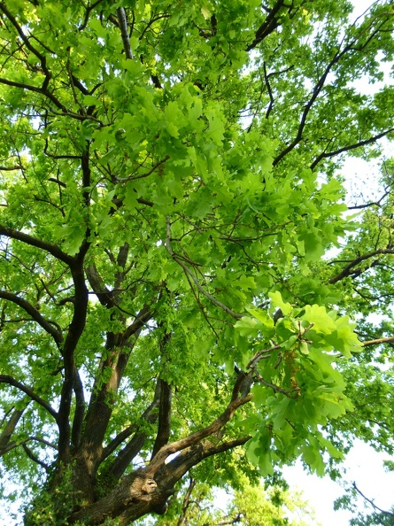 Quercus robur 05 - Varedo 2011.jpg