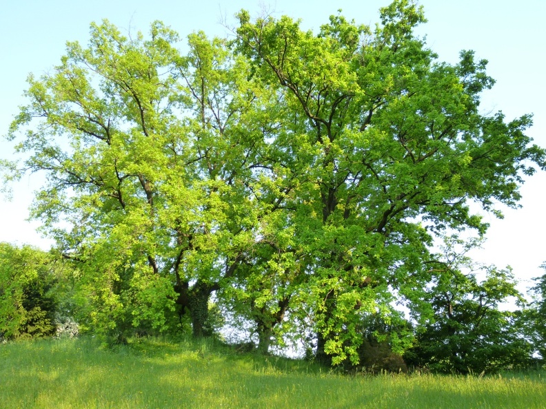 Quercus robur 08 - Varedo 2011.jpg