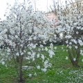 Magnolia stellata 01 - Milano 2011.jpg