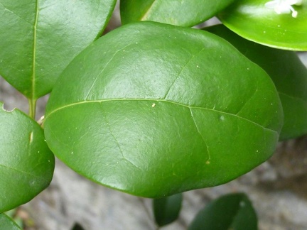 Ligustro a foglie ovali 