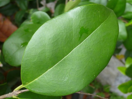 Ligustro a foglie ovali