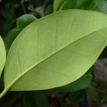 Ligustro a foglie ovali