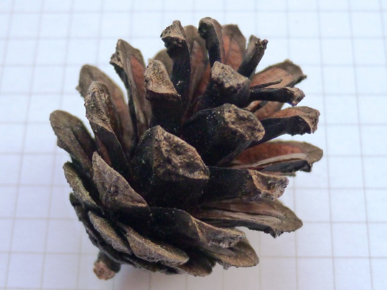 Pinus sylvestris 15 - Groane 2011.jpg