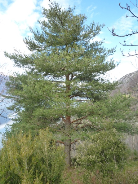 Pinus sylvestris 17 - Bellano 2011.jpg