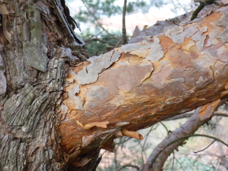 Pinus sylvestris 16 - Bellano 2011.jpg