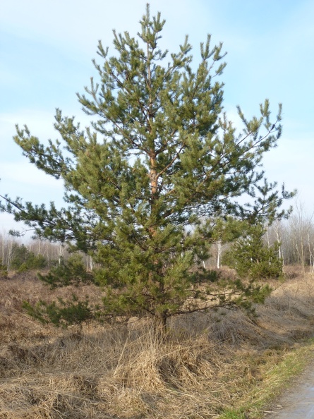 Pinus sylvestris 01 - Groane 2011.jpg