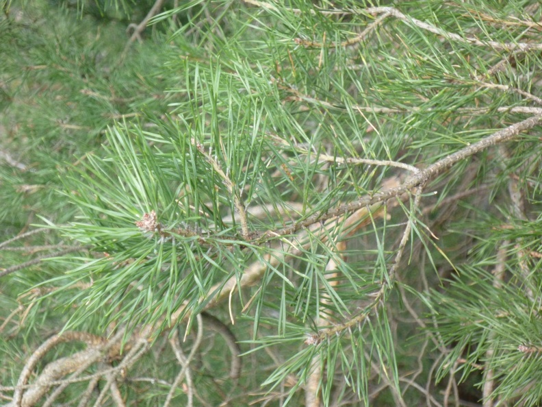 Pinus sylvestris 20 - Bellano 2011.jpg