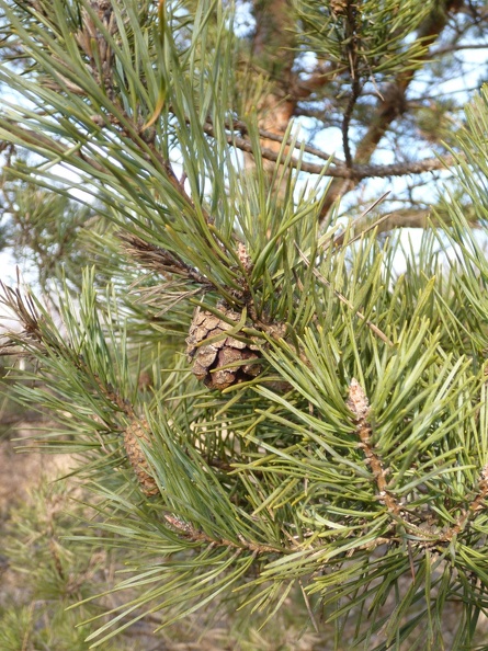 Pinus sylvestris 02 - Groane 2011.jpg