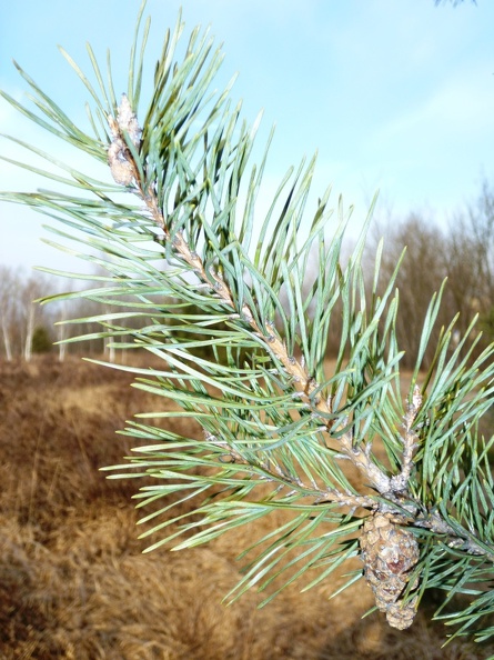 Pinus sylvestris 03 - Groane 2011.jpg