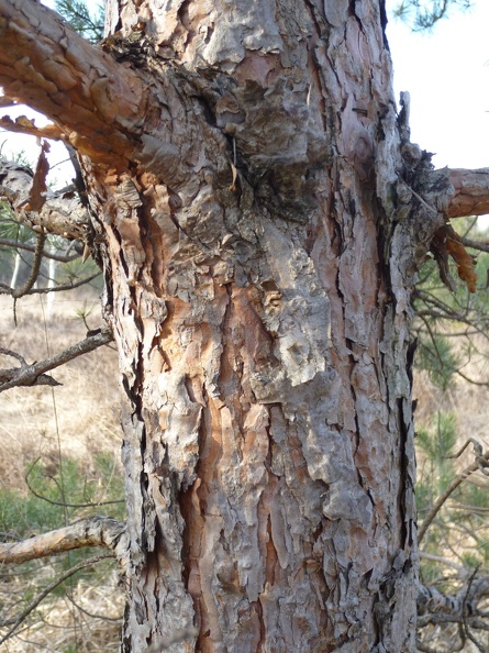Pinus sylvestris 05 - Groane 2011.jpg