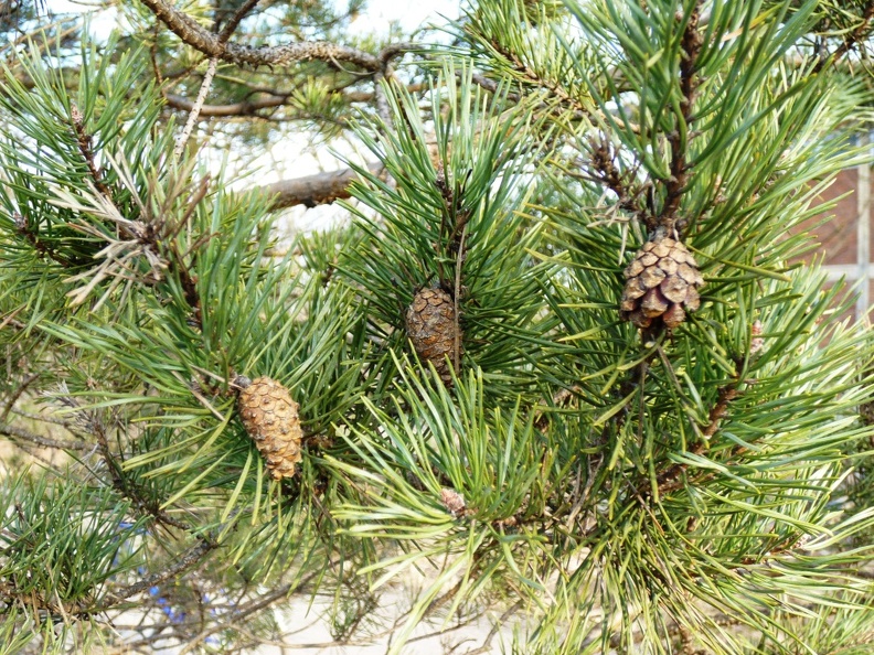 Pinus sylvestris 06 - Groane 2011.jpg