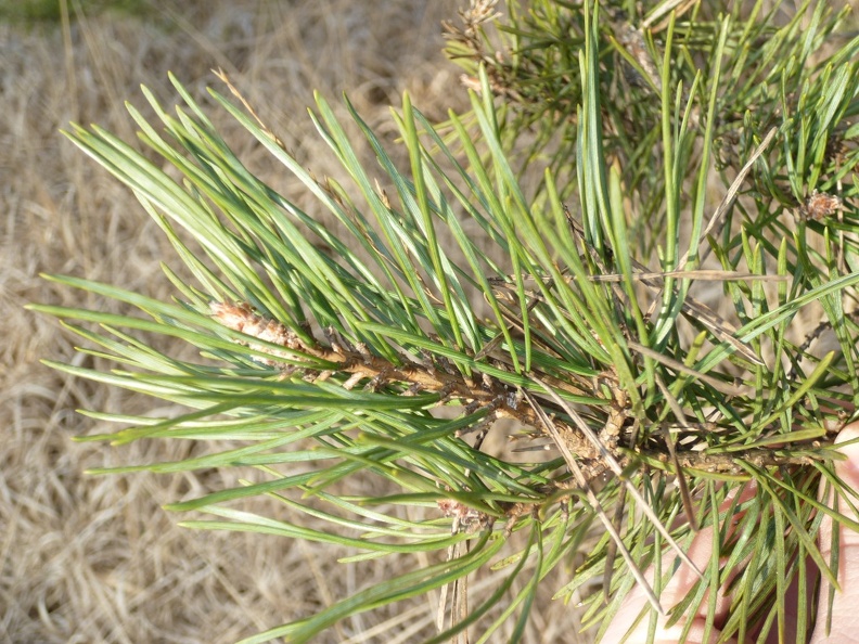 Pinus sylvestris 09 - Groane 2011.jpg