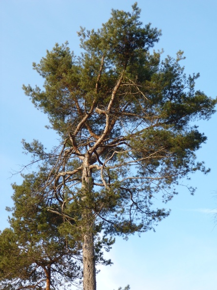Pinus sylvestris 08 - Groane 2011.jpg