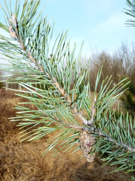 Pinus sylvestris 10 - Groane 2011.jpg