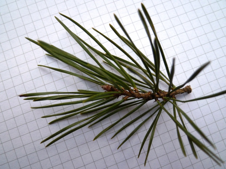 Pinus sylvestris 11 - Groane 2011.jpg