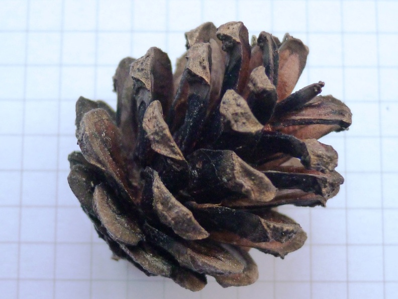 Pinus sylvestris 13 - Groane 2011.jpg