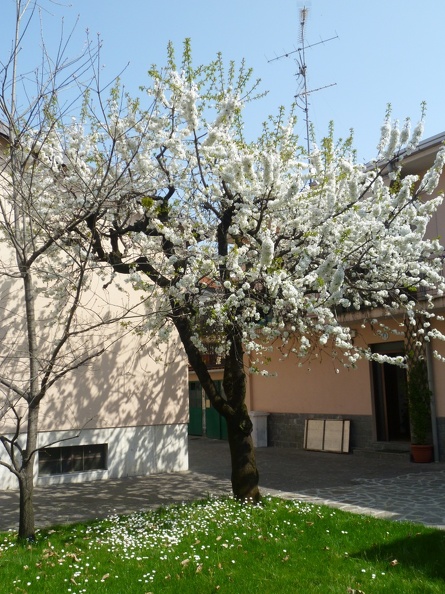 Prunus avium 06 - Limbiate 2011.jpg