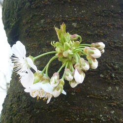 Ciliegio - Prunus avium