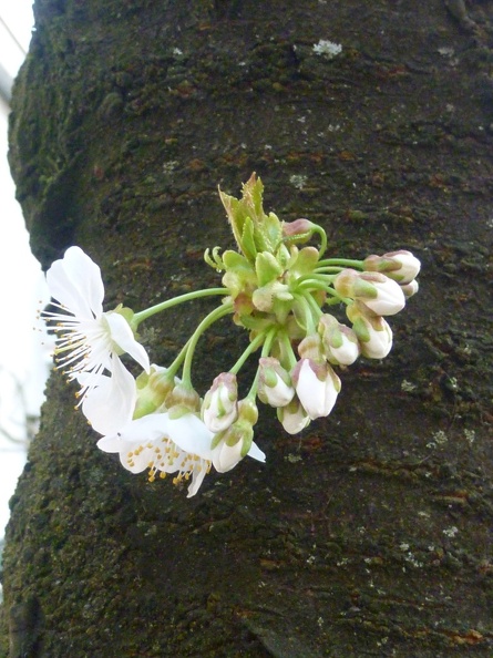 Prunus avium 05 - Limbiate 2011.jpg