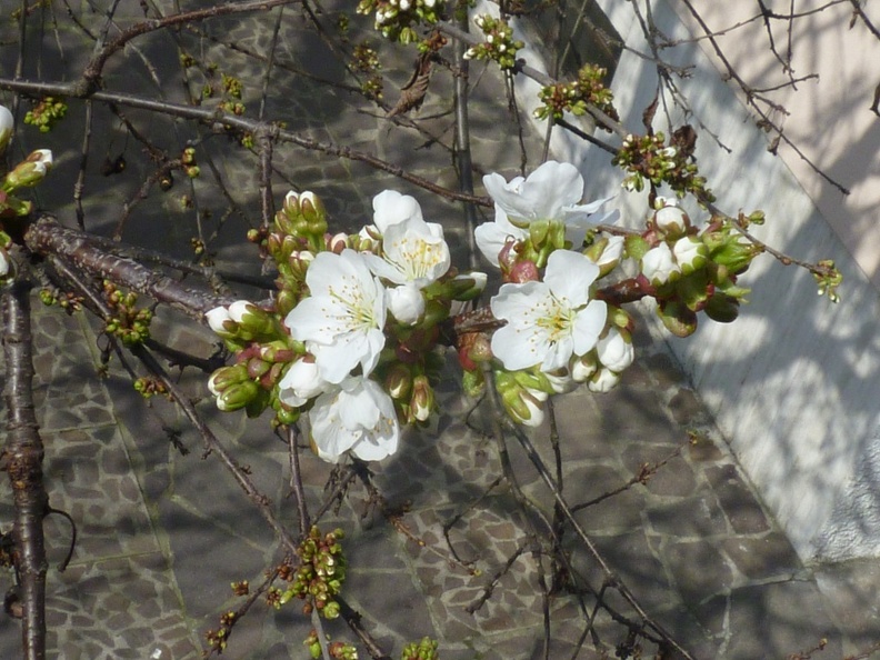 Prunus avium 01 - Limbiate 2011.jpg