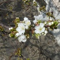 Prunus avium 01 - Limbiate 2011.jpg