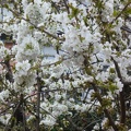 Prunus avium 02 - Limbiate 2011.jpg