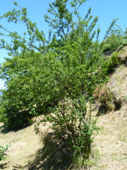 Prunus cerasifera 15 - Ronchi 2011.jpg